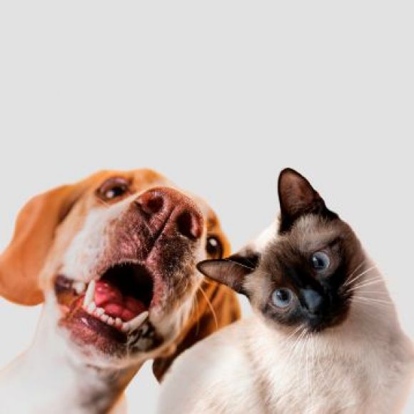 Mais de 1,7 milh&otilde;es de c&atilde;es e gatos registados em quatro anos
